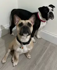Winston & Ivy